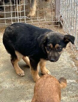 Süsser SONNY sucht sein Zuhause - Neuberg