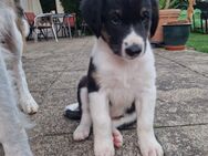 Australian Shepherd Welpen - Oerlenbach