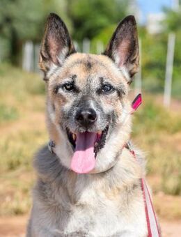 Bimba hat ihr Frauchen verloren - Laatzen