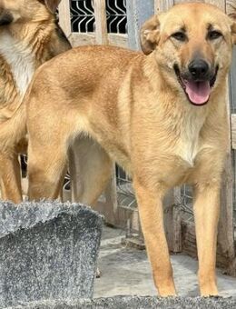 LEA - liebevoll, sozial, freundlich - Weilheim (Oberbayern)