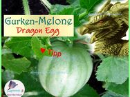 ♥ Dragon Egg Gurkenmelone, Samen,samenfest,Gemüse, Alte Sorte Tulpenstolz,Melone,Gurke,Samen,Saatgut,Melone, Gurke - Hamburg