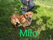 Milo sucht ein kuscheliges Zuhause - Nordwalde