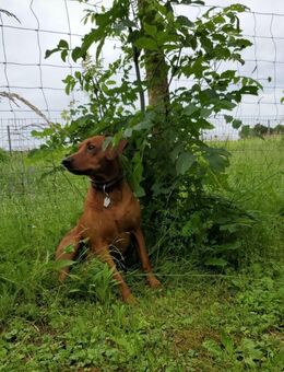 Deutscher Pinscher 5 1/2 Jahre sucht neues Zuhause - Bad Friedrichshall