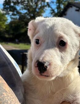 SAREENA ~ kleines weißes Hundemädchen - Duisburg