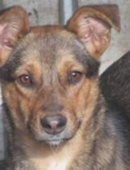 Nayla ist eine freundliche Hündin 🐾 - Elsdorf (Nordrhein-Westfalen)