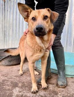 Freundlicher Alun ist lieb und verspielt - Koblenz