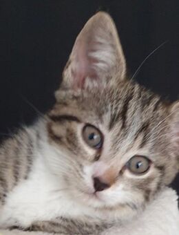 Kleine Katze abzugeben - Oftersheim