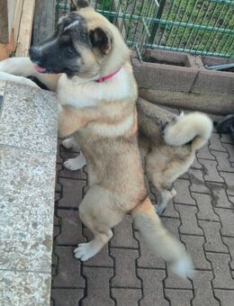 Kinderliebe Akita Hündin - Nordhausen