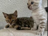 Bengalkitten mit Stammbaum - Tuttlingen