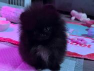 Abgabebereit Exklusive pomeranian Zwergspitz mit Ahnentafel. - Kronach