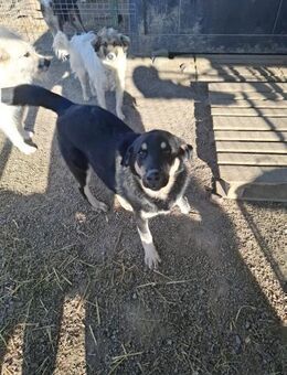 Miky - lebensfroher Junghund (C) - Ludwigshafen (Rhein)