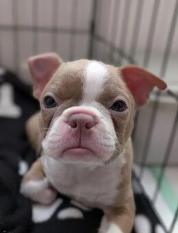 Süße Boston Terrier Welpen – Rüden und Hündinnen - Plattenburg