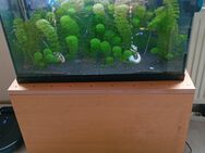 Aquarium komplett - Goch