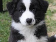Traumhafte Australian Shepherd Welpen mit ASCA Papiere - Großenwörden