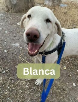 BLANCA, w., kastr., Mastin, ca. 70 cm - Sipplingen