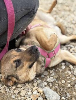 Cookie ist einfach nur zum Liebhaben 🐾 - Elsdorf (Nordrhein-Westfalen)
