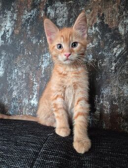 Mainecoon Mix Kater - Unterlüß