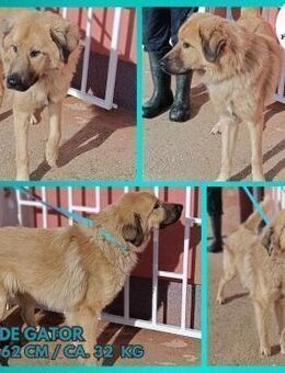 Gator Kangal Mischling Rüde Junghund - Margetshöchheim