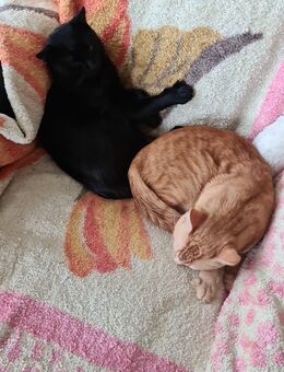 Liebevolles zuhause gesucht - Lindlar