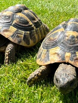 2 griechische Landschildkröten - Berlin Reinickendorf