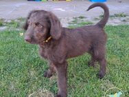 Labradoodle Welpen abgabebereit - Wriedel