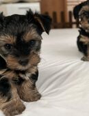 Yorkshire Terrier Welpen in 63679