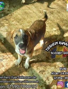 SCOOBY-DOO - Abenteuer, wo bist du? - Waakirchen