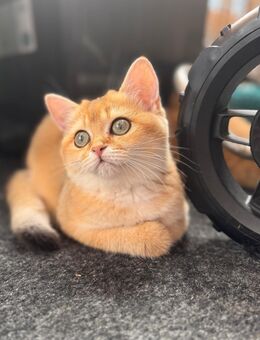 BKH golden shell Kitten män/weib - Eppingen