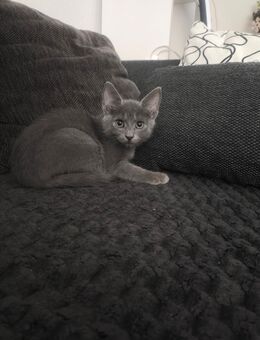 Katzen Baby - Bruchsal