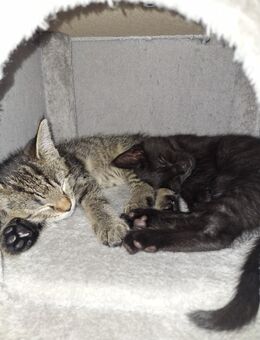 Kitten suchen neues Zuhause - Essen