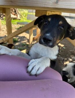 Jungrüde Leni sucht sein Glück - Rambin