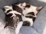 Drei liebevolle Katzen suchen bald ein neues zu Hause - Lage Zentrum