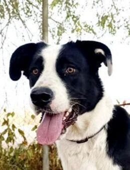 Mufasa - Geilenkirchen