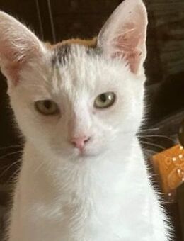 Überlebenskünstler Thimblatack - Rambin