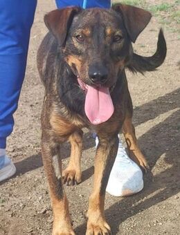 MONTY - im furchtbaren Shelter....... - Kempen