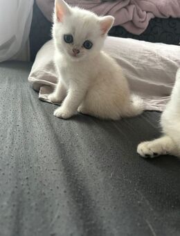 BKH Kitten - Blankenfelde-Mahlow