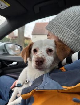 Wirbelwind Foxy, 38cm, 6kg sucht Heim - Köln