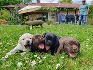 Süße Labradorwelpen aus Liebhaberzucht suchen ein neues Zuhause - Hemhofen