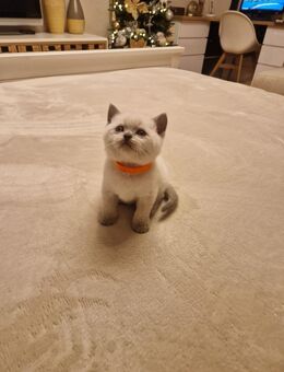 BKH Britisch Kurzhaar - Straubing