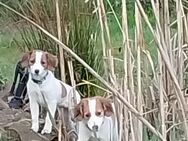 Kooikerhondje - Steinfurt