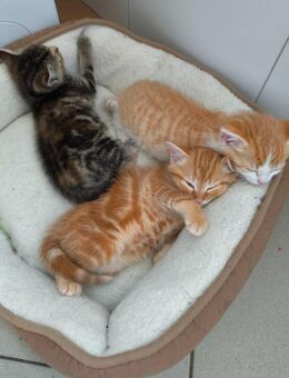 3 Katzen suchen ein neues Zuhause - Oberpöring