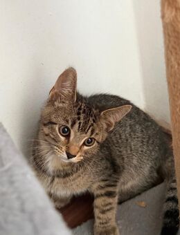 Babykatze - Grevenbroich