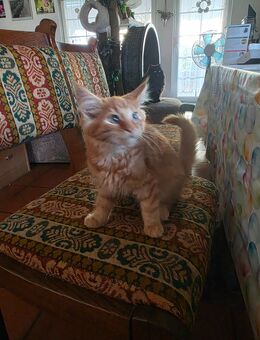 Maine Coon Kitten 13 Wochen alt 1 roter Kater zu vergeben - Alsheim