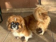 💜Picúr 💜11-jähriger Pekinese sucht Kus - Kassel