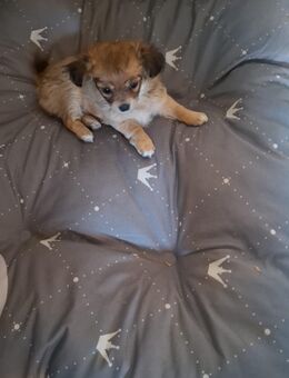 Chihuahua Mädchen - Taura