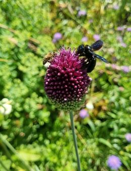Kugelköpfiger Lauch ( Allium sphaerocephalon) Kugellauch - Horgenzell