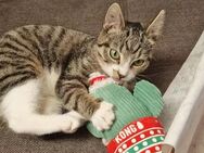 katze - Angermünde