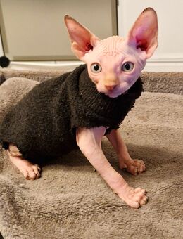 Canadian sphynx Kitten - Bielefeld