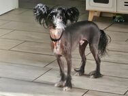 Chinese crested Rüde 3j sucht - Recklinghausen