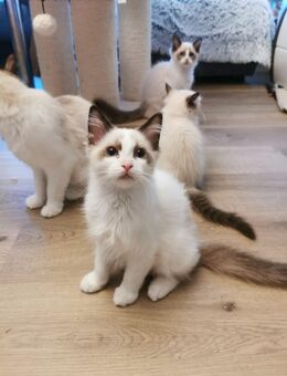 Ragdoll Kitten mit Stammbaum ab sofort - Gochsheim